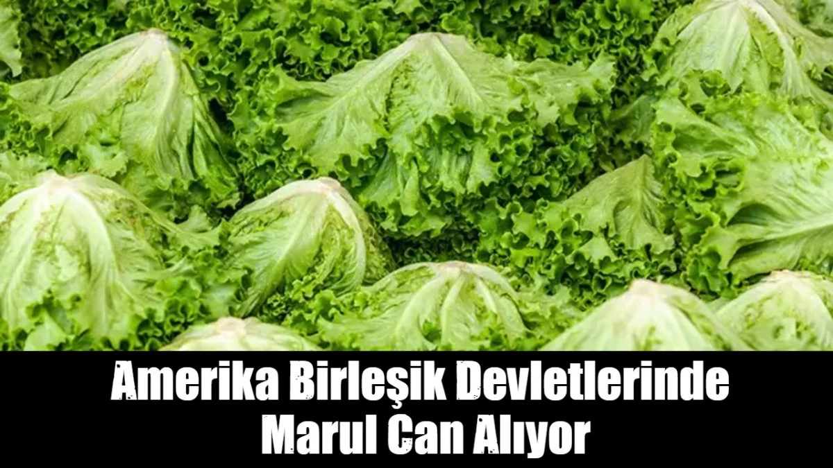 Amerika Birleşik Devletlerinde  Marul Can Alıyor