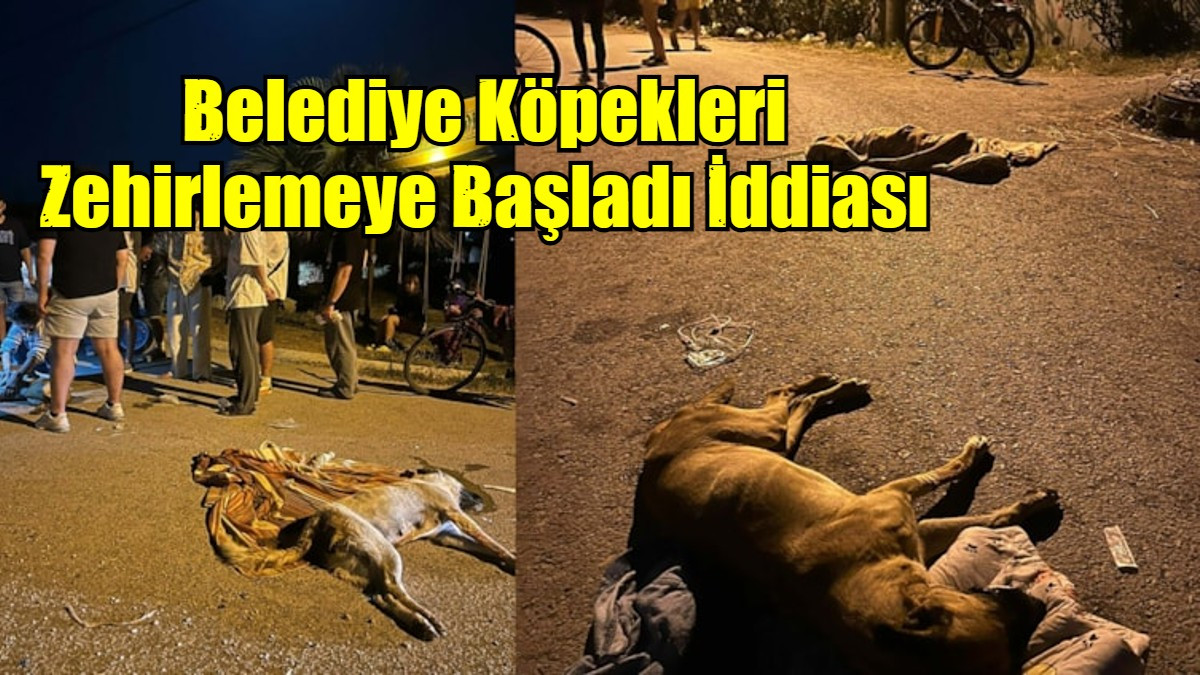 Belediye Köpekleri Zehirlemeye Başladı İddiası
