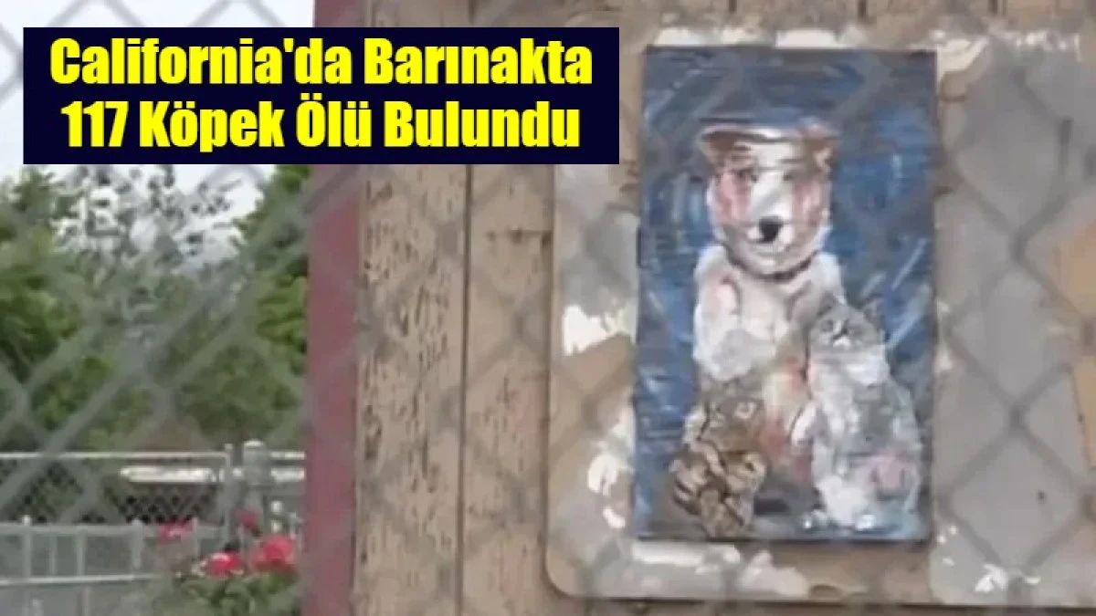 California'da Barınakta 117 K&ouml;pek &Ouml;l&uuml; Bulundu
