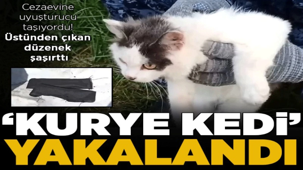 Cezaevine uyuşturucu taşıyan 'kurye kedi' yakalandı! 