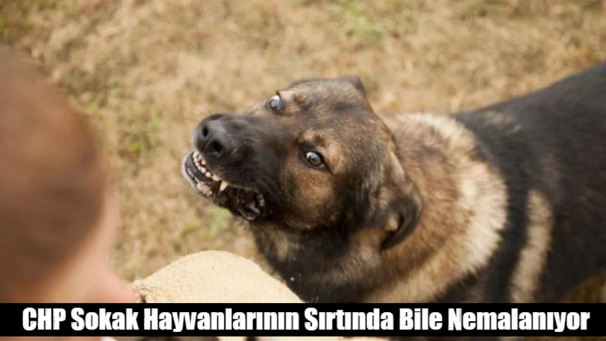 CHP'den k&ouml;pekler i&ccedil;in kanun teklifi