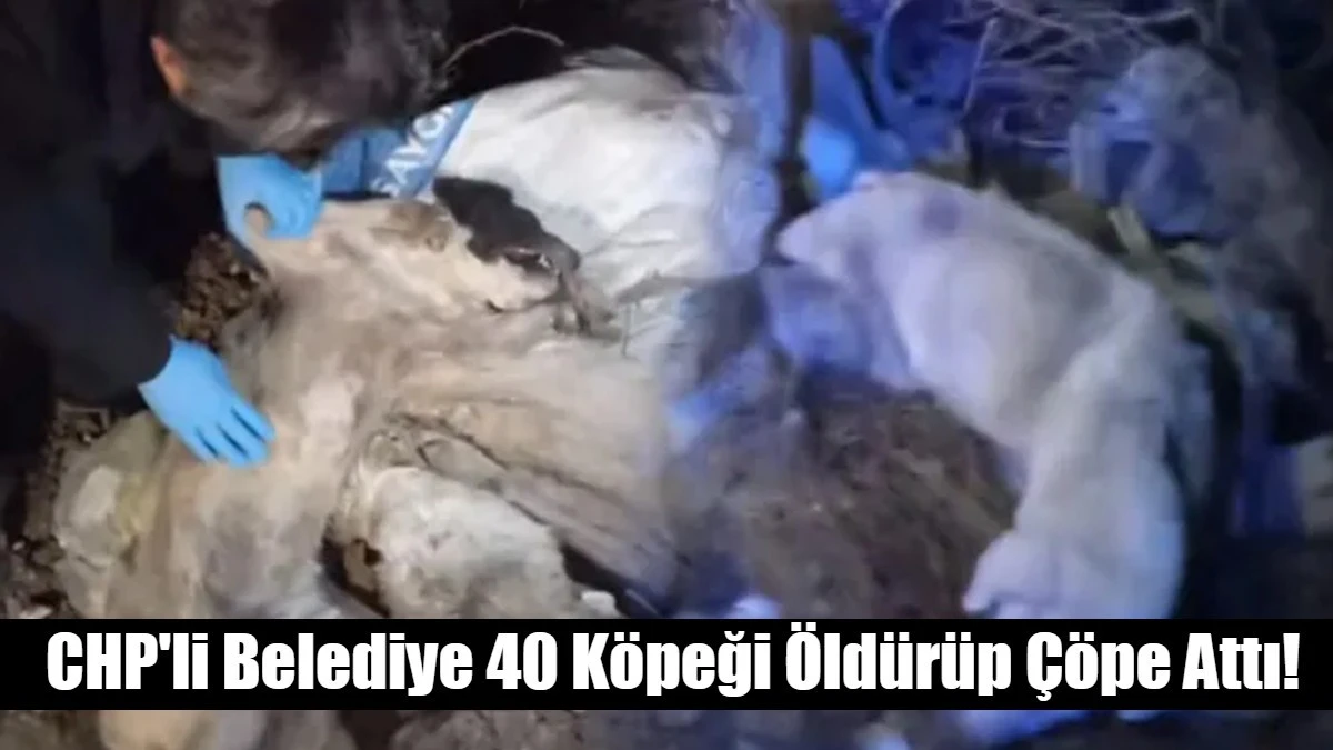 CHP'li Belediye 40 K&ouml;peği &Ouml;ld&uuml;r&uuml;p &Ccedil;&ouml;pe Attı!