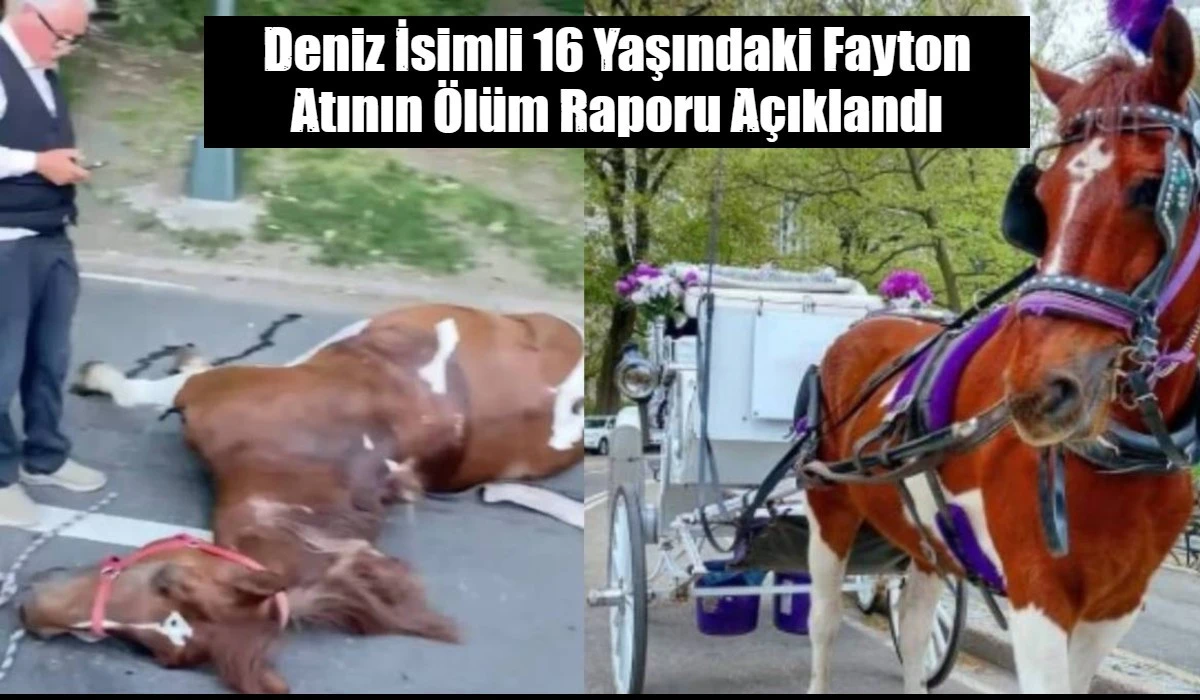 Deniz İsimli 16 Yaşındaki Fayton Atının &Ouml;l&uuml;m Raporu A&ccedil;ıklandı