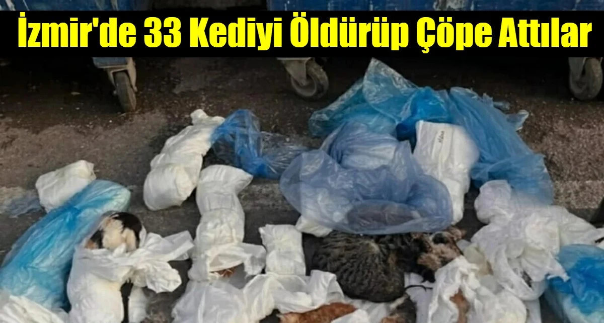 İzmir'de 33 Kediyi &Ouml;ld&uuml;r&uuml;p &Ccedil;&ouml;pe Attılar