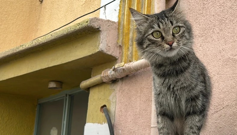 Kediler Yüzünden Baba ve Oğluna Ateş Açıldı