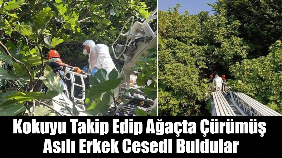 Kokuyu Takip Edip Ağa&ccedil;ta &Ccedil;&uuml;r&uuml;m&uuml;ş  Asılı Erkek Cesedi Buldular