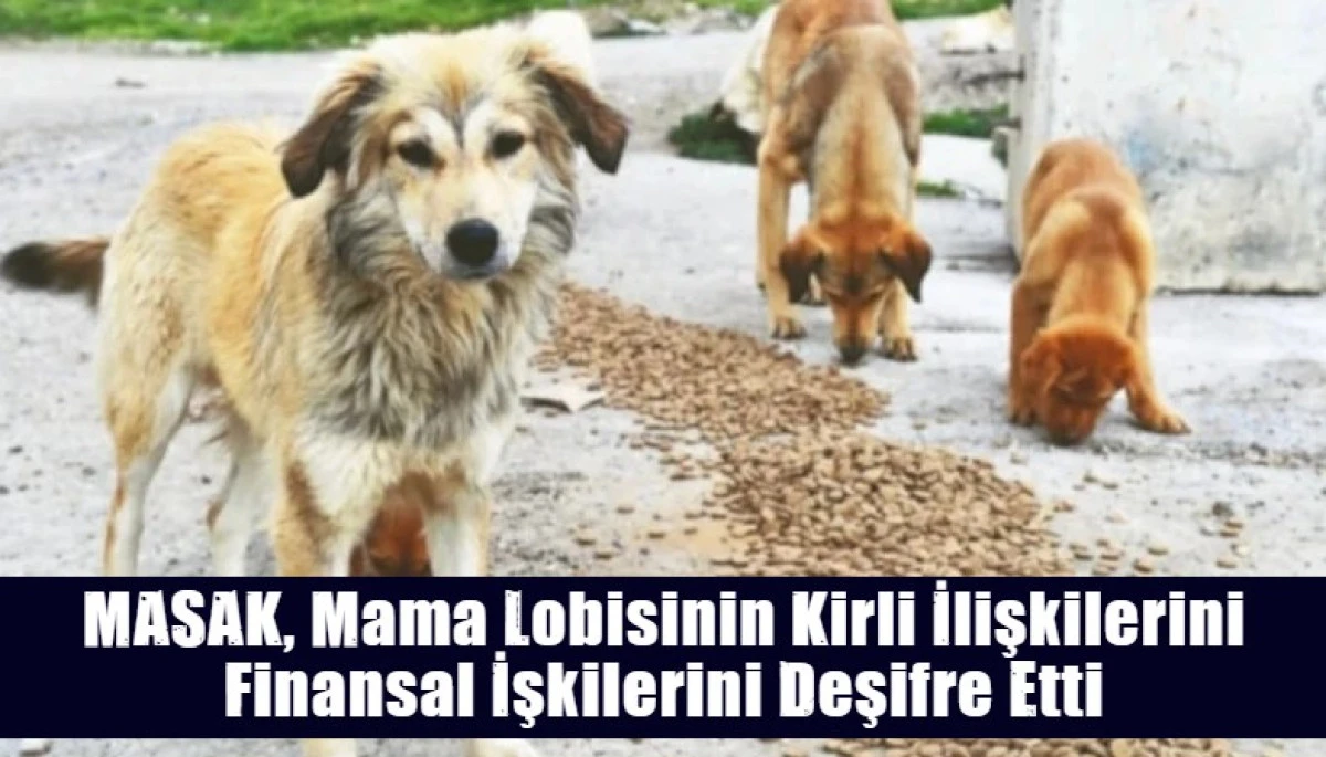 MASAK, mama lobisinin kirli finansal ilişkilerini deşifre etti
