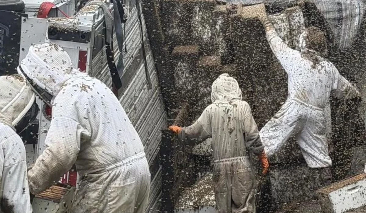 Milyonlarca Arı Sokaklara Dağildı