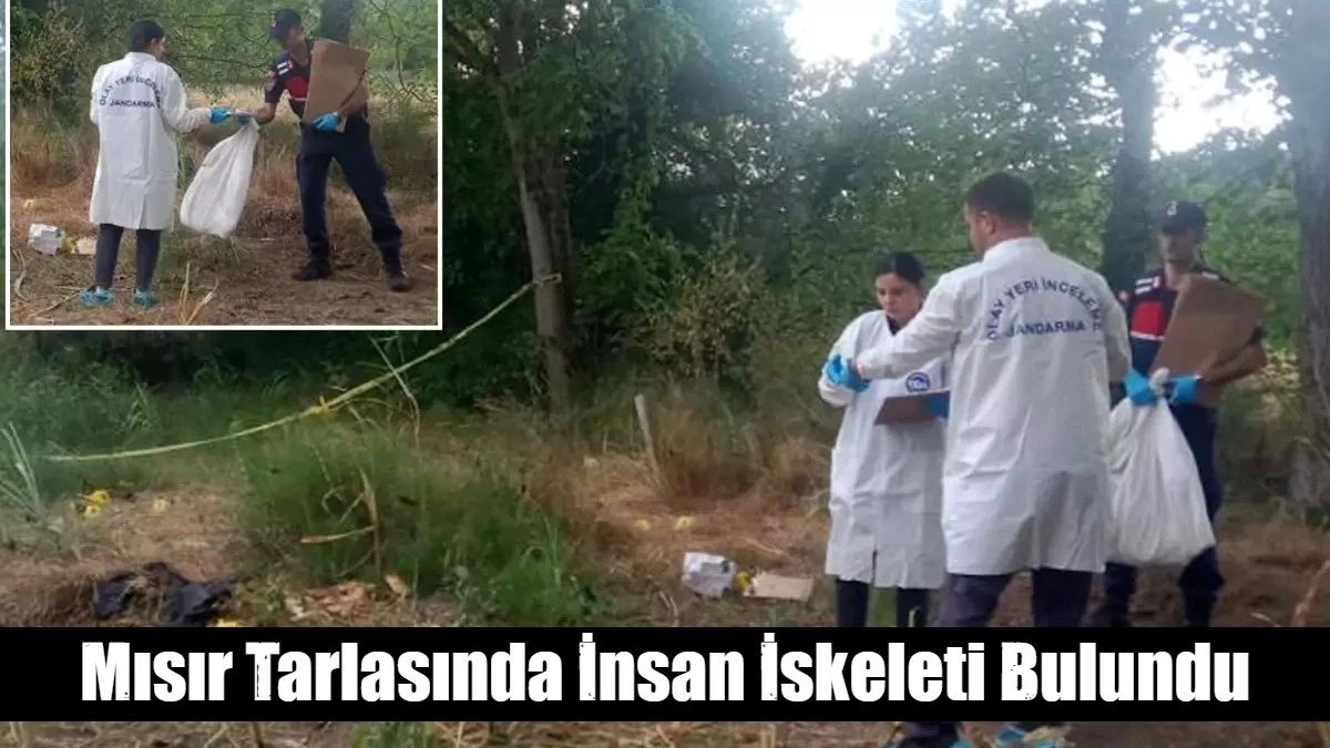 Mısır Tarlasında İnsan İskeleti Bulundu