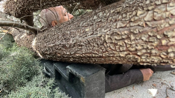 Saadet Partili Başkan Adayı ve Oğlunun Üzerine Ağaç Devrildi