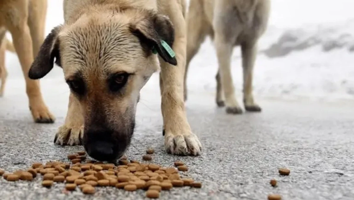  Sokak Köpeklerini Kontrolsüz Beslemek Yasaklandı