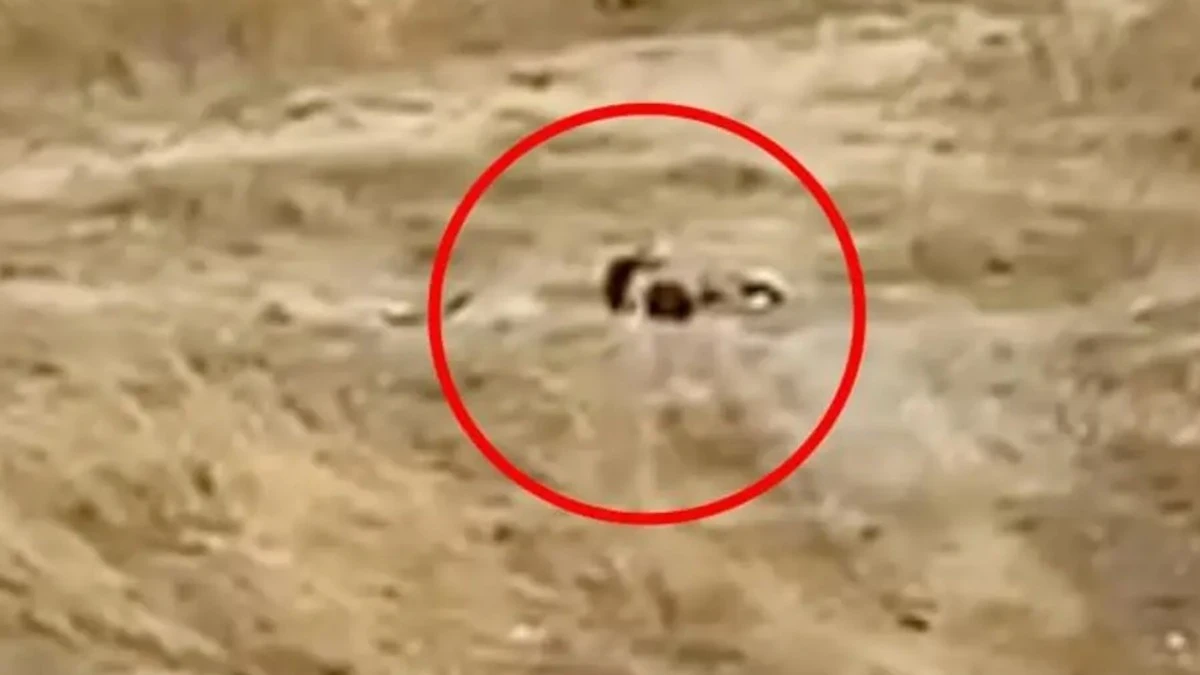 Tarlada Sex Yaptılar